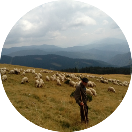 A Romanian shepherd and his flock of sheep. 