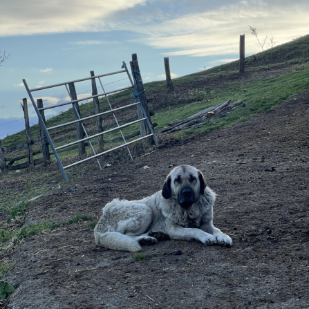 A cute livestock guarding dog laying on the ground. 