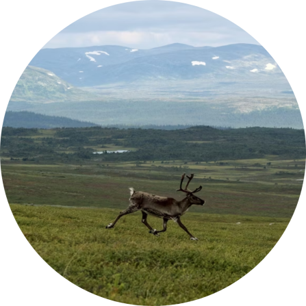 A reindeer running over a pasture with mountains in the background. 