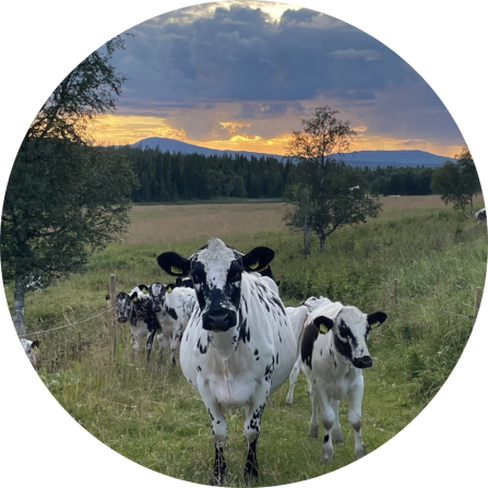 Three black and white Fj&auml;llras. The Fj&auml;ll is a traditional Swedish breed of polled mountain cattle. 