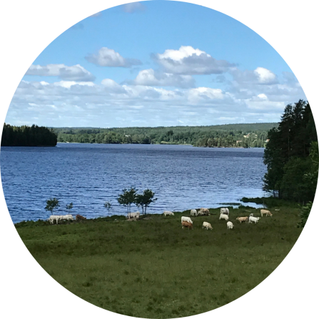  Cattle grazing around a lake.