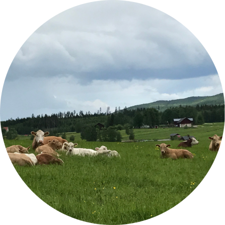 A group of cattle on a pasture. 