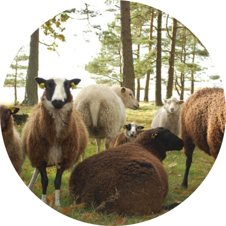 Flock of sheep in a forested pasture Flock of sheep in a forested pasture.