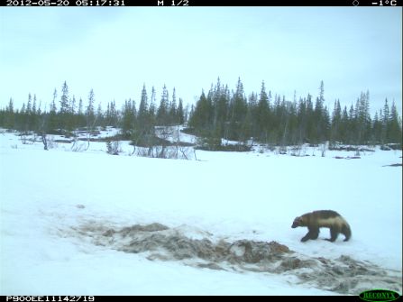 A wolverine captured with a camera trap. 