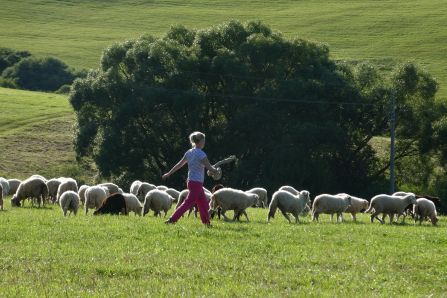 Shepherdess rounding up her flock of sheep. 