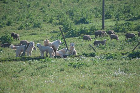 Livestock guarding dogs protecting a flock of sheep. 