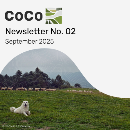 Cover for CoCo Newsletter no 2 showing a livestock guarding dog in front of a sheep flock.